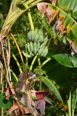 Ağacın bir kısmında yeşil muz, olgunlaşmış.