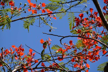 Alev ağacında parlak kırmızı çiçekler, kopyalama alanı