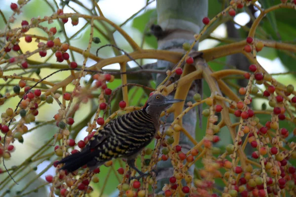 Gestreepte Vogel Springt Palm Zoek Naar Bessen — Stockfoto