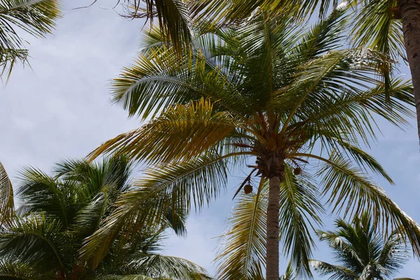 Kilka Palm Liśćmi Jako Tłem — Zdjęcie stockowe