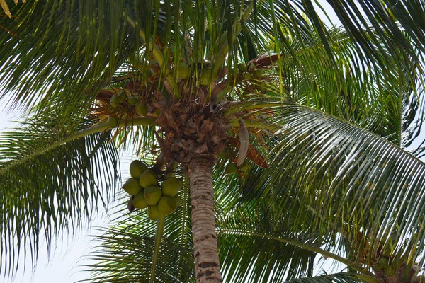 Vue Paume Par Bas Avec Des Noix Coco — Photo