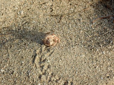 Keşiş yengeci tırmanırken kum yığını