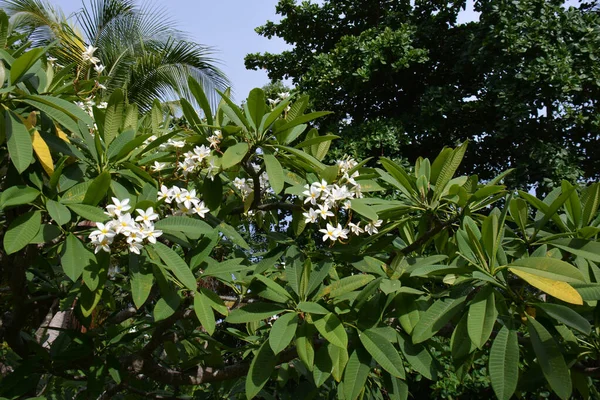 Petites Fleurs Medlar Fleur Par Beau Temps — Photo