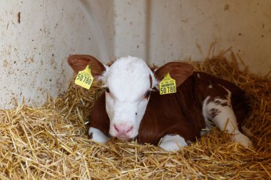 Bir Çiftlik Kulübesinde Yeni Doğan Buzağılar