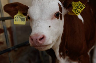 Bir Çiftlik Kulübesinde Yeni Doğan Buzağılar