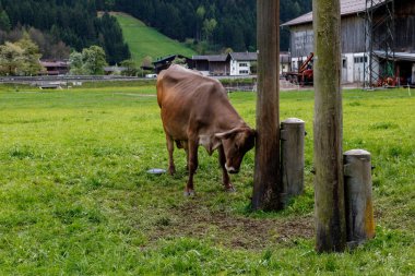 Avusturyalı inek bir dağ çayır, arka planda dağlar otlatma