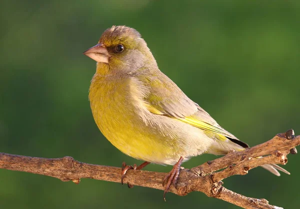 Fringuello verde europeo — Foto Stock