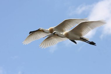 spoonbills mavi gökyüzünde