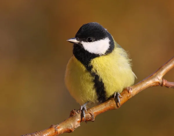 Great tit alert — Φωτογραφία Αρχείου