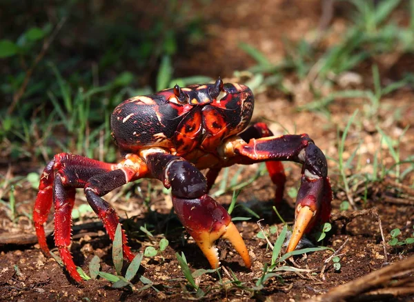 Crab in thought — Stock Photo, Image