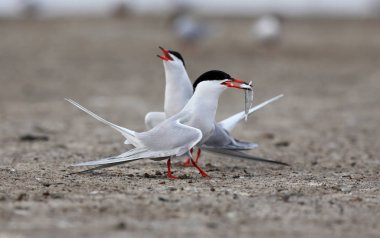 Bir güzel boğmaklı toygar