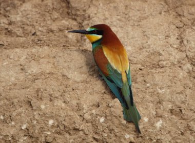 Avrupalı arı yiyici