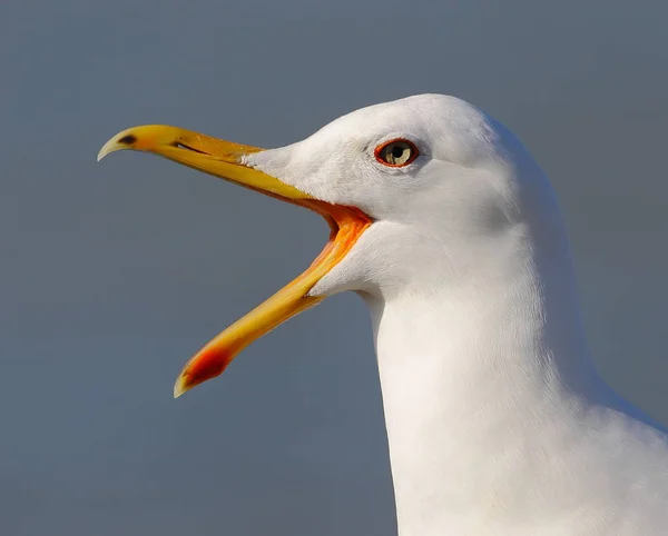 Yellow-legged gull — Stock Photo, Image