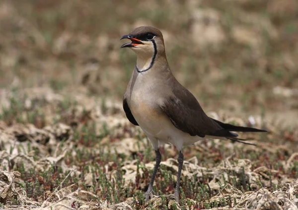 Schwarzflügel-Pratinkol — Stockfoto