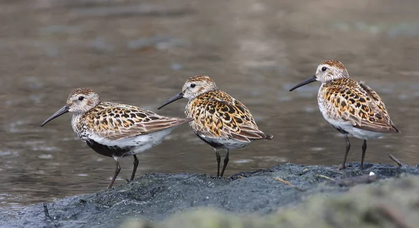 Three sandpiper on the beach — Stock Photo, Image