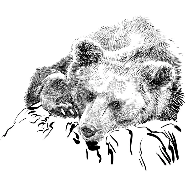 Urso castanho. Cabeça de urso. Urso selvagem. Cabeça de urso marrom . —  Vetores de Stock