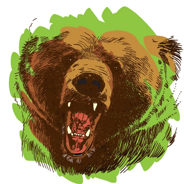 Roaring bear. Bear head. Wild bear. Brown bear head.