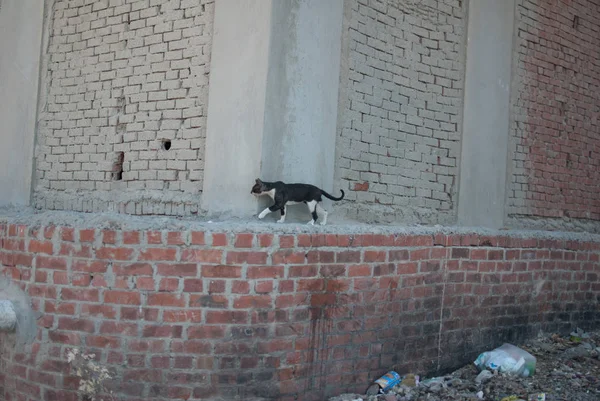 Mısır seyahat cephe gerisinde