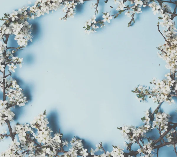 Blossoming tree branches in circle shape frame on blue background. Place for text. Top view, flat lay