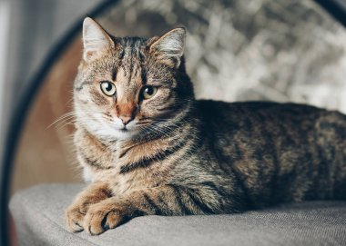 Kedi bir sandalyenin üstüne uykuya kapatmak