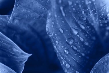 Çiçek makro fotoğrafı. Yağmurdan sonra çiçek açan klasik mavi taç yaprağı. Renk 2020