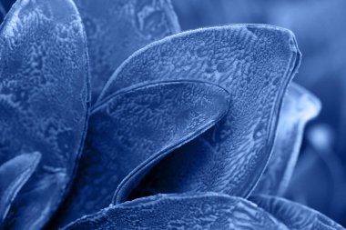 2020 'nin klasik mavi renginde sulu bir makro renk..