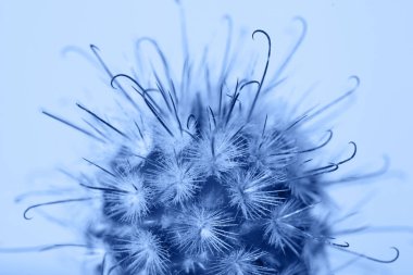 Mavi arka planda kaktüs ve dikenlerin makro fotoğrafı. Klasik maviyle renklendirilmiş.