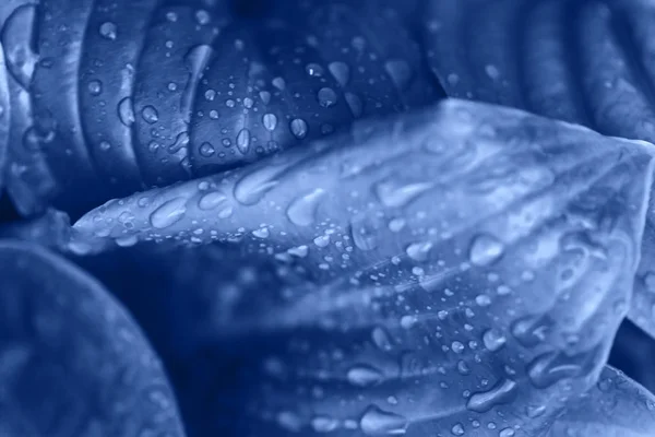 Flor macro foto. Clássico azul bela pétala florescendo após a chuva. Cor 2020 — Fotografia de Stock