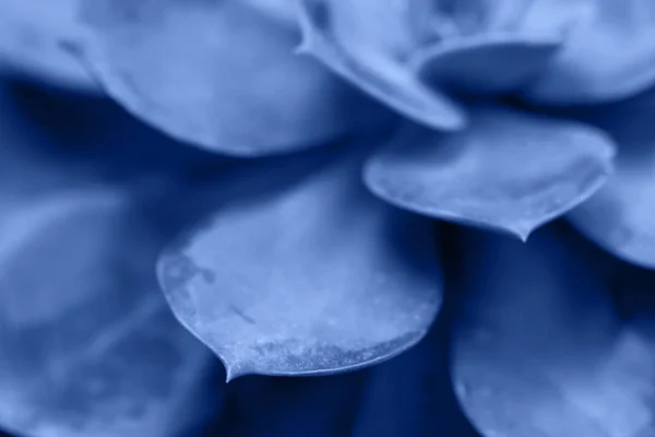 Macro suculento colorido em azul clásico de 2020. — Fotografia de Stock