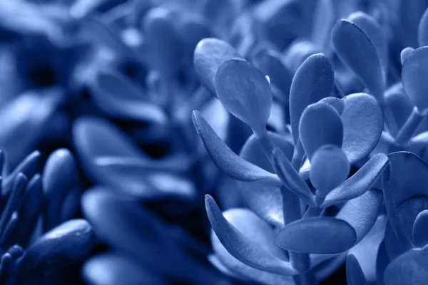 Macro suculento colorido em azul clásico de 2020. — Fotografia de Stock