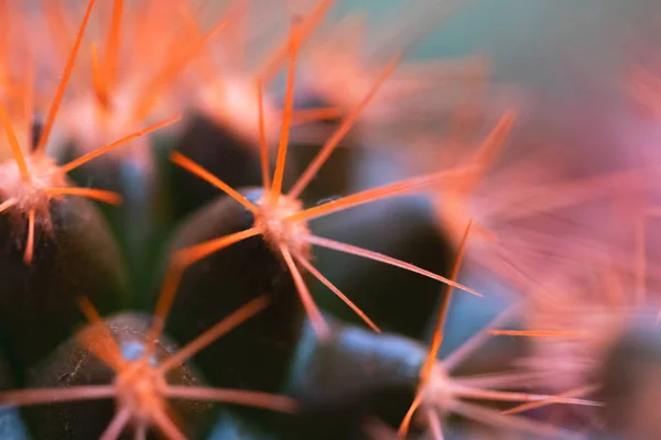 Makro zdjęcie różowego kaktusa. Jasne i żywe zdjęcie. — Zdjęcie stockowe