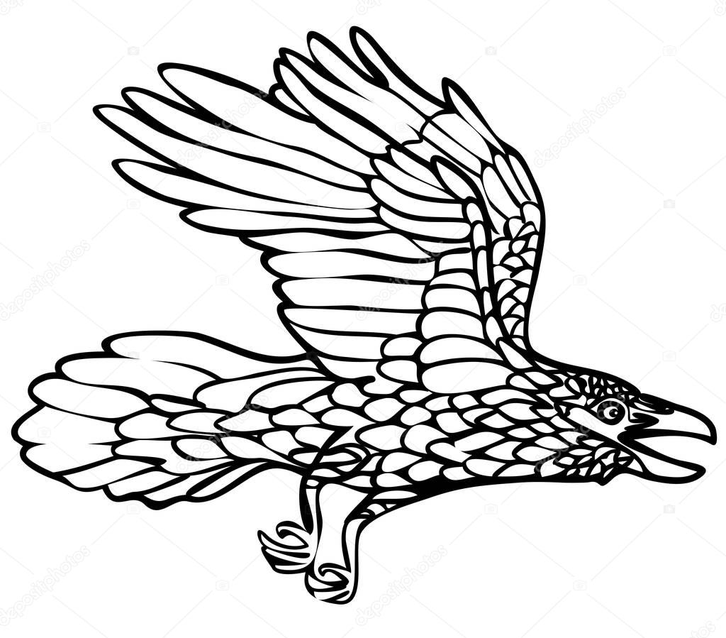 Vector illustration of flying raven black and white 