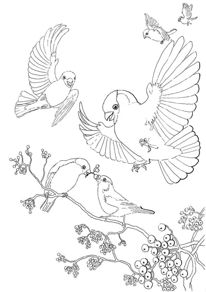 Ilustração desenhada à mão de seis bullfinches felizes e ramos de cinza de montanha com bagas preto e branco — Fotografia de Stock