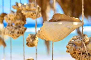 Mercan ve kabukları güzel garland. Yakıcı güneş, ısı. Red sea, Hurghada, El Quseir. Seçici odak