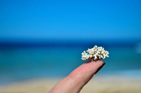 Μικροσκοπικό κοραλλιών σε ένα δάχτυλο στο φόντο της Ερυθράς Θάλασσας — Φωτογραφία Αρχείου