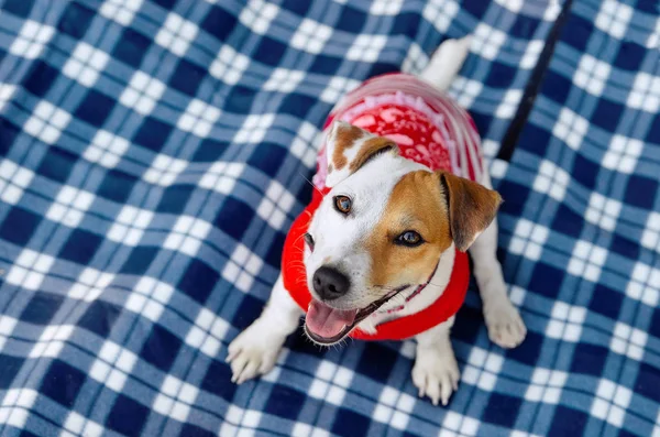 Собака Джек Рассел Терьер в красной футболке, улыбается. Вид сверху . — стоковое фото