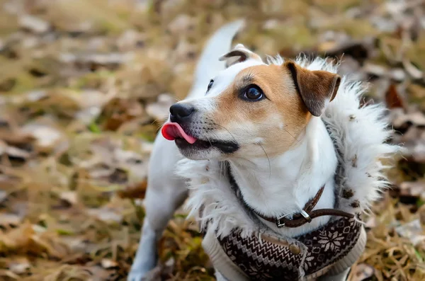 Собака Джек Рассел Терьер в пальто смотрит вверх. Забавный пес с высунутым языком — стоковое фото