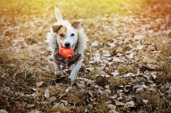 Собака Джек Рассел Терьер бежит по парку с игрушкой в зубах — стоковое фото