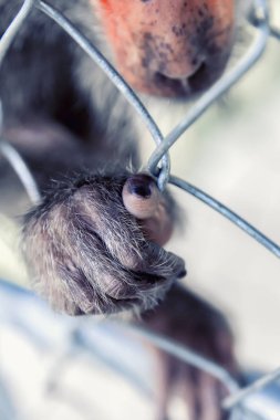 Maymunlar üzerinde kafes pençe. Vahşi bir hayvan yoksun. Greenpeace kavramı.