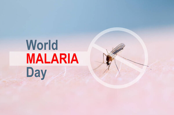 Stop, prohibit sign on mosquito bite human skin, Human blood in insect stomach. WORLD MALARIA DAY.