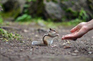 Sincap ellerimi tohumu yiyor
