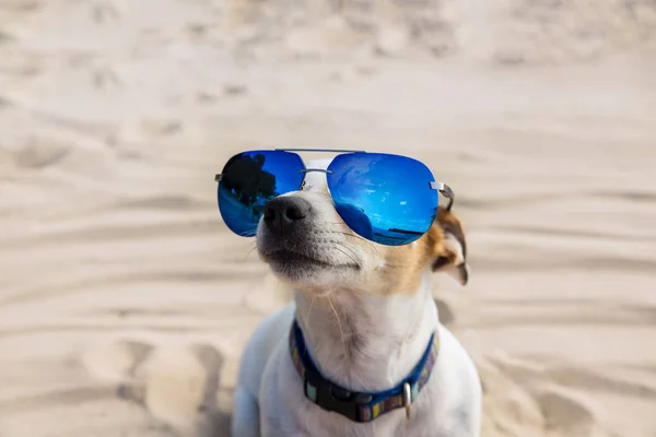 Dog in suslassess on the beach. Jack Russell Terrier Looks up. The concept of sun protection.