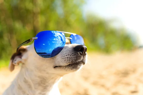 Hund i suslassess på stranden. Jack Russell Terrier ser upp. Begreppet solskydd. — Stockfoto