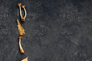 Mantar tatlım agarics taş soyut, Kışlıklar arka plan kavramı minimalizm üst karanlık bir arka plan üzerinde kopya alanı göster