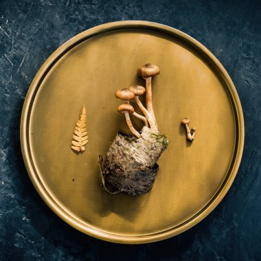 Dekoratif mantar, huş ağacı kabuğu ve orman bileşimi bakır plaka üzerine bırakır. Karanlık güzel arka plan. Üstten Görünüm