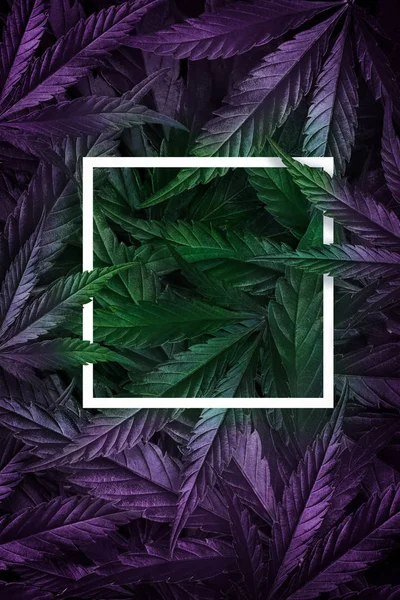 Fundal creativ de frunze de cânepă, marijuana, cadru de neon. Conceptul de cultivare a canabisului cu lămpi cu led. Flat Lay — Fotografie, imagine de stoc