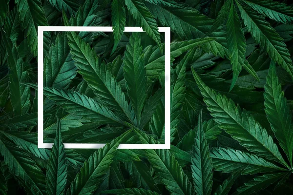 Antecedentes naturales de cannabis, hojas de marihuana y marco. Minimalismo plano laico —  Fotos de Stock