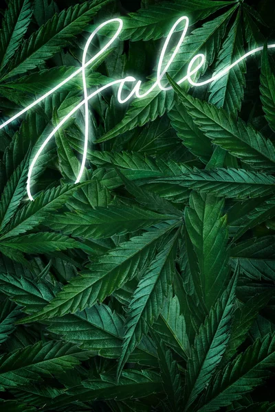 Kreatív háttere cannabis levelek, marihuána és egy neon jel eladó. Lapos fénymásolási tér — Stock Fotó