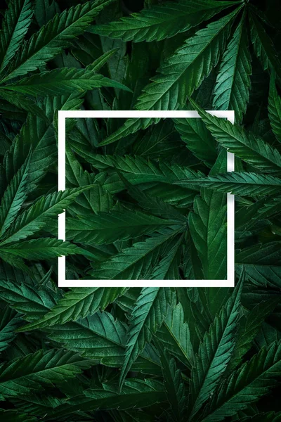 Naturlig bakgrund av cannabis, marijuanablad och ram. Minimalism låg — Stockfoto