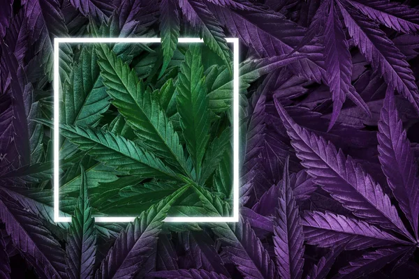 Kreativ bakgrund av hampa blad, marijuana, neon ram. Cannabis odlingskoncept med ledda lampor. Flat Lay Ordförande — Stockfoto